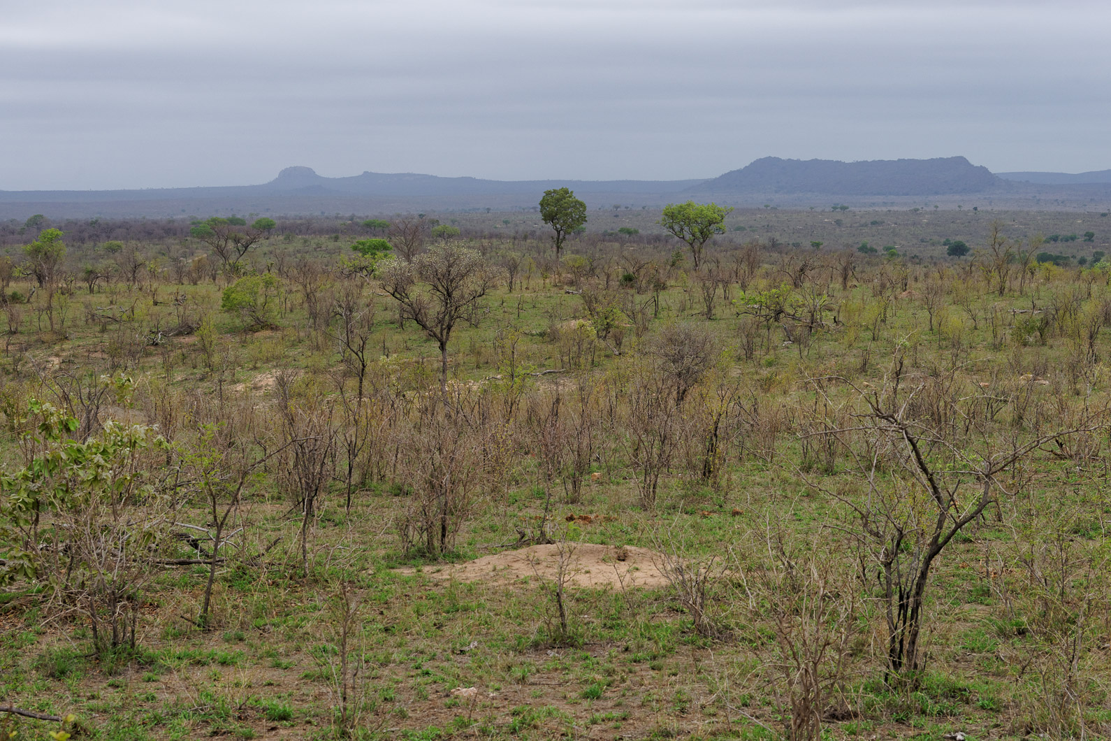 20161113 161128 Krüger Nationalpark